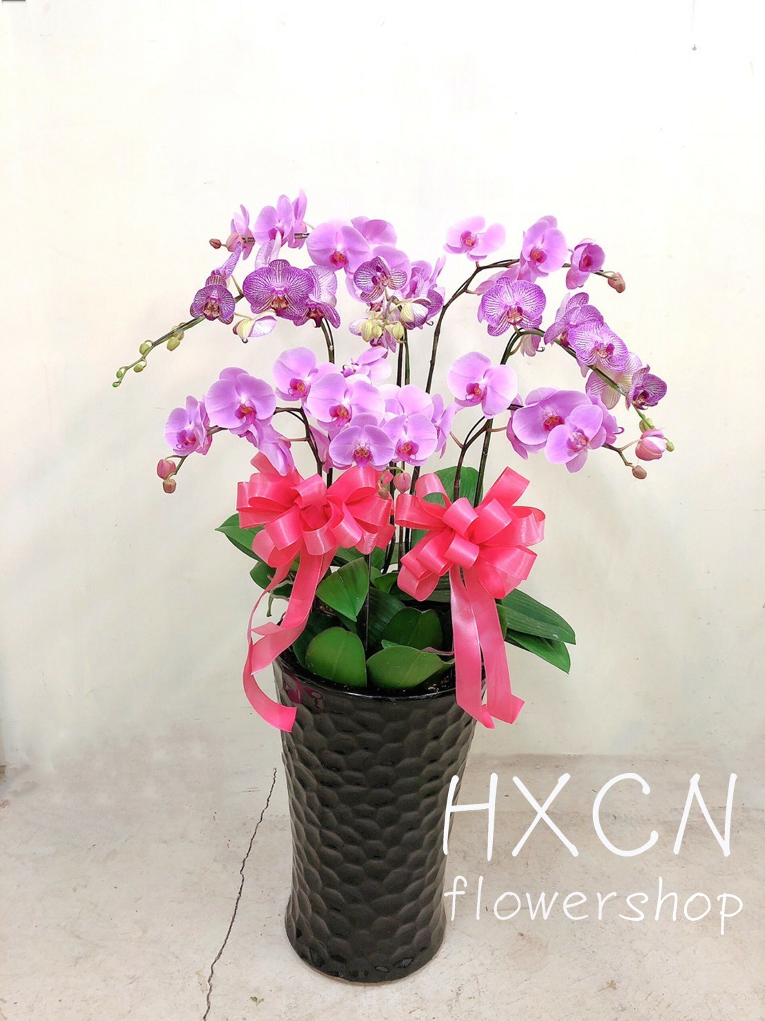 PF006HXCN◆優雅蘭花-落地式8株