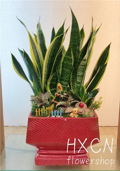 PP004HXCN◆ 虎尾蘭